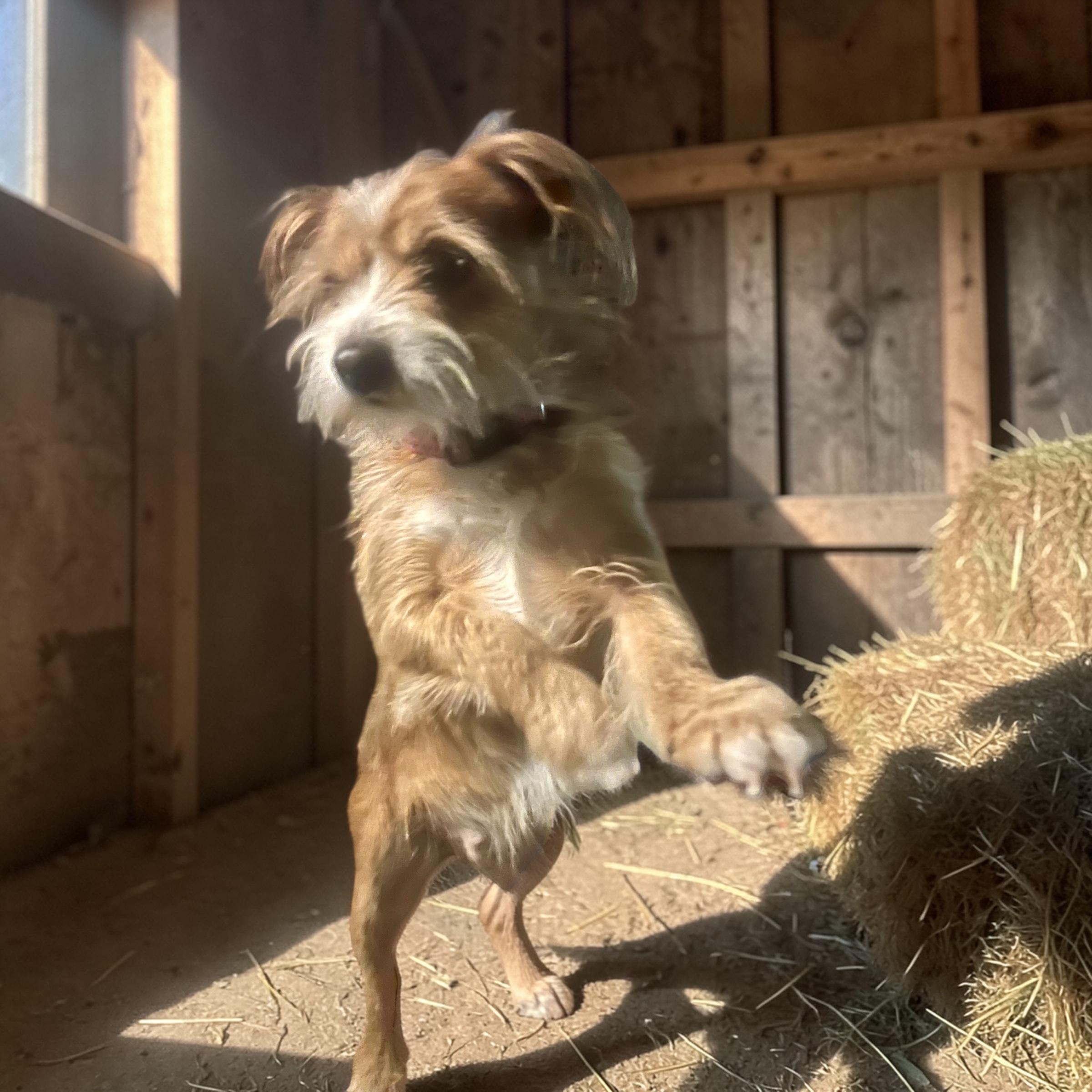Tippy, a Adoptable mixed breed in Soldotna, AK image 2/4