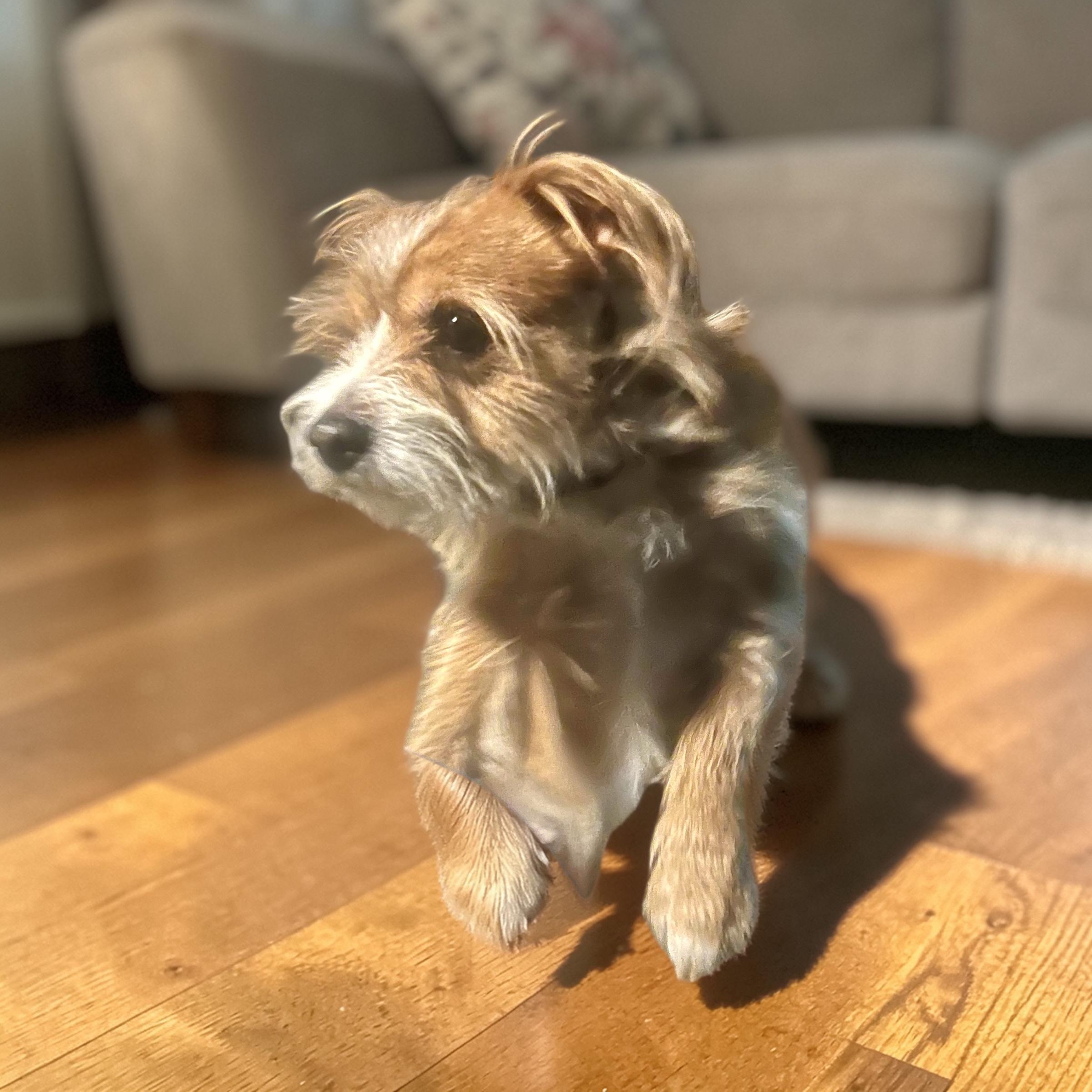 Tippy, a Adoptable mixed breed in Soldotna, AK image 4/4
