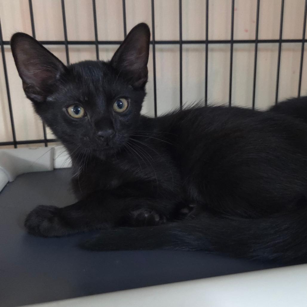 Enlarge Winston, a Adoptable Domestic Short Hair in Jessup, MD image 1/1