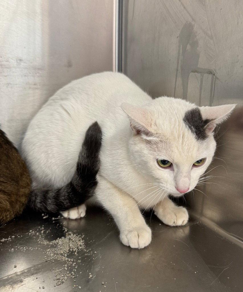 Enlarge Kettle, a Adoptable Domestic Short Hair in Saint George, UT image 1/1