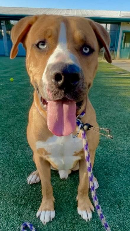 Fetti-Fun, Loving, Gentle