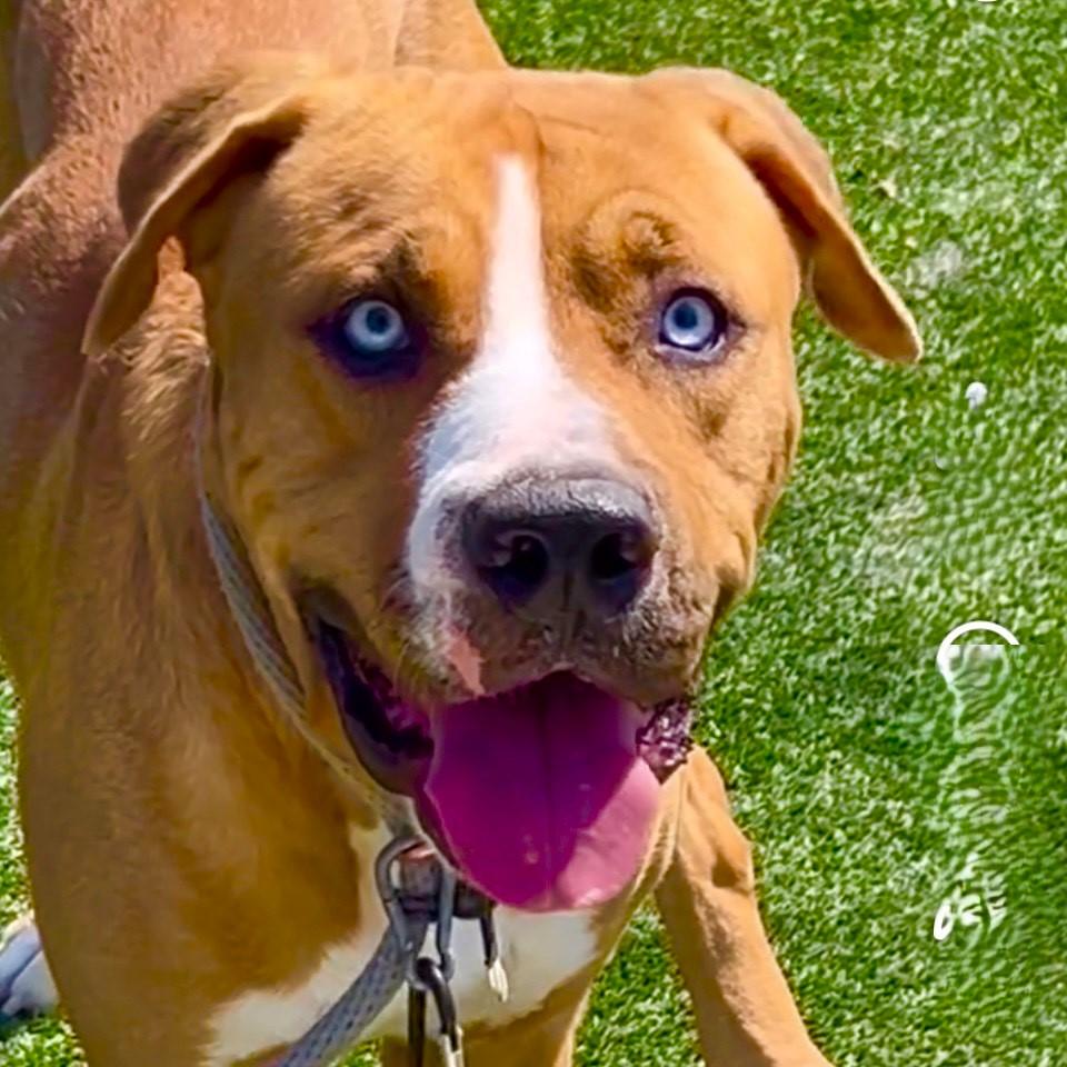 Fetti-Fun, Loving, Gentle