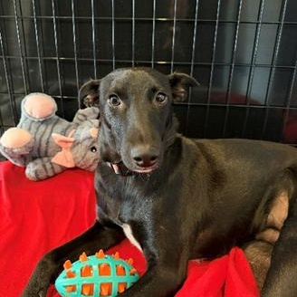 Enlarge Qora, a ADOPTABLE mixed breed in North Abington Township, PA image 2/3