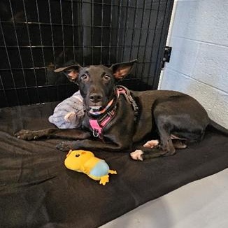 Enlarge Qora, a ADOPTABLE mixed breed in North Abington Township, PA image 3/3