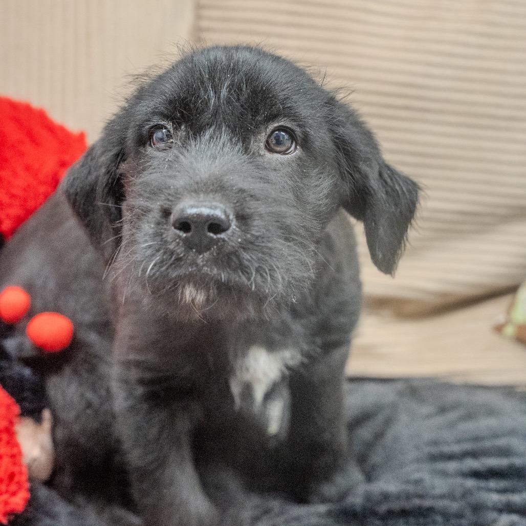 Cashew, Adoptable, Puppy Male Wirehaired Terrier.