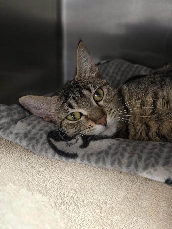 Abigail, Adoptable, Adult Female Domestic Short Hair.