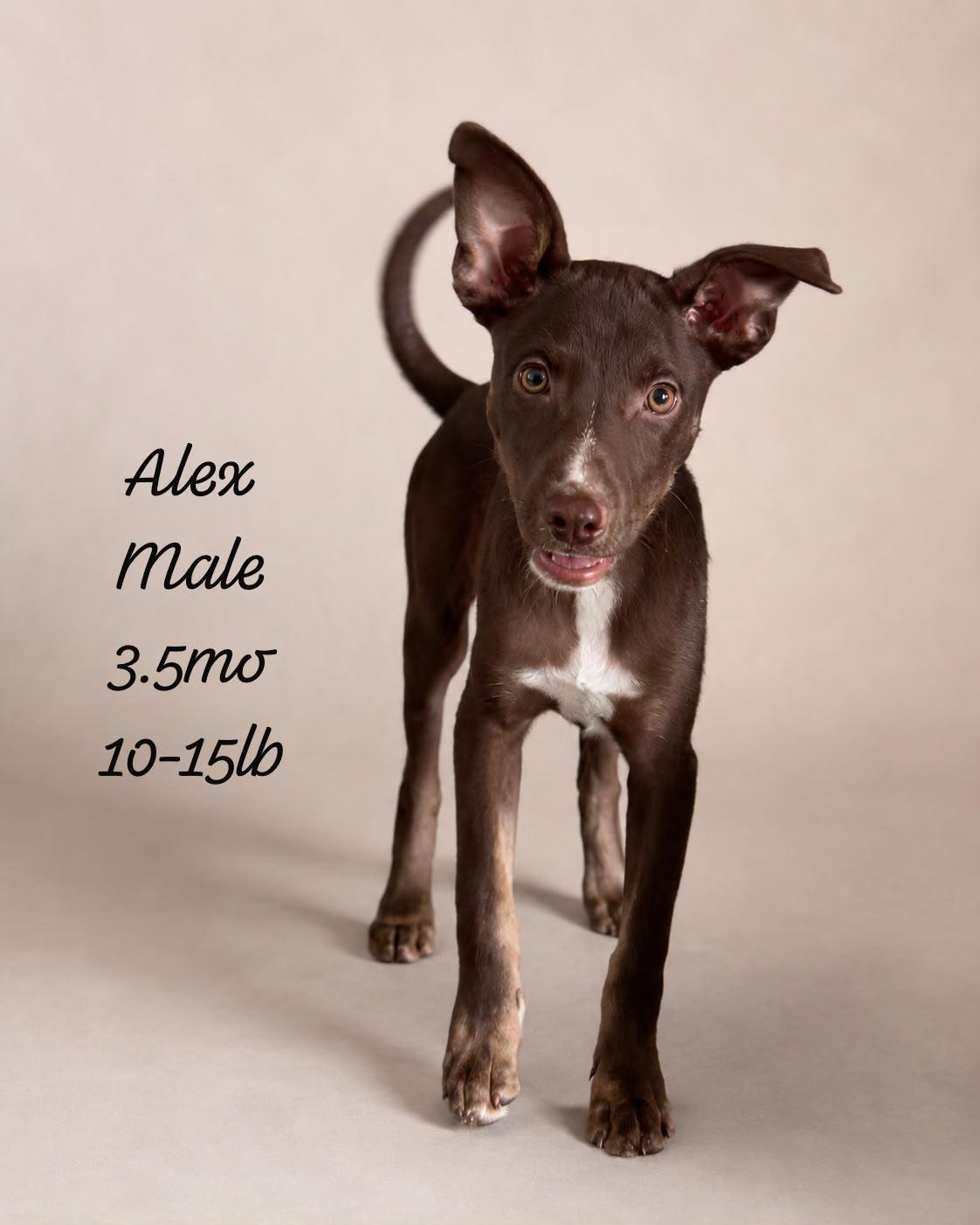 Enlarge ALEX MICHAEL (out of town), a Adoptable mixed breed in New York, NY image 2/2