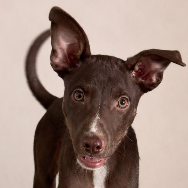Enlarge ALEX MICHAEL (out of town), a Adoptable mixed breed in New York, NY image 1/2
