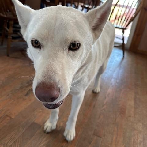 Enlarge Anna, a ADOPTABLE mixed breed in Lakeville, MN image 4/6