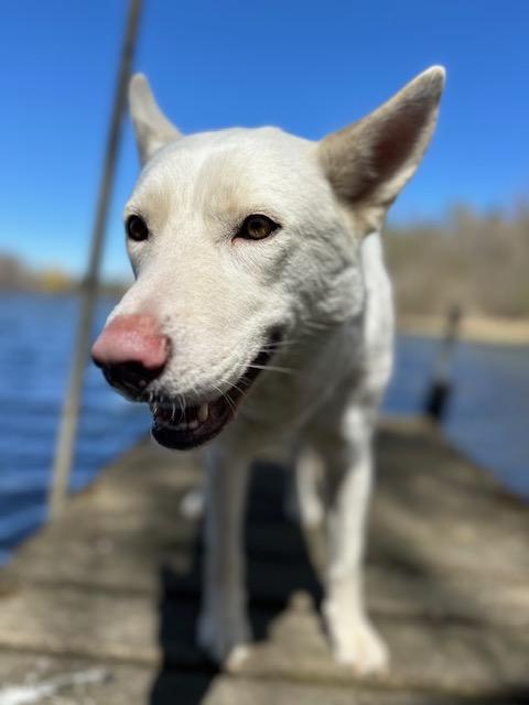 Anna, ADOPTABLE, Adult Female German Shepherd Dog.