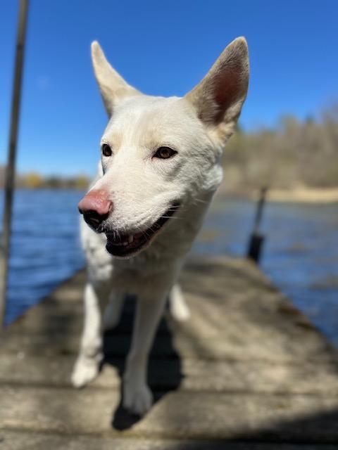 Enlarge Anna, a ADOPTABLE mixed breed in Lakeville, MN image 6/6