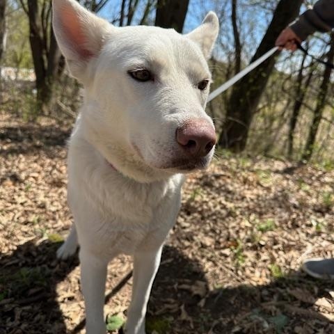 Enlarge Anna, a ADOPTABLE mixed breed in Lakeville, MN image 3/6