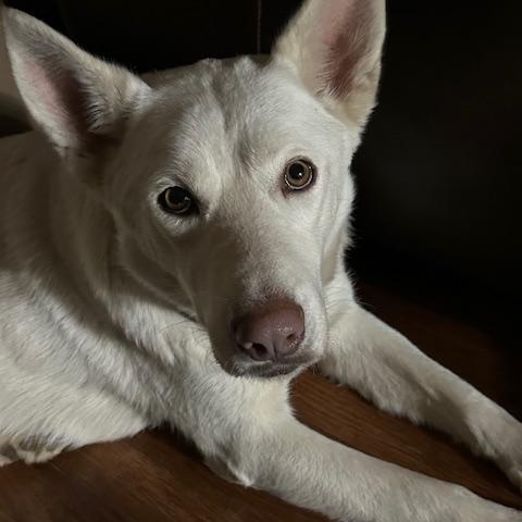 Enlarge Anna, a ADOPTABLE mixed breed in Lakeville, MN image 5/6