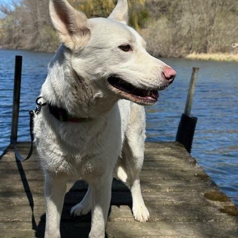 Enlarge Anna, a ADOPTABLE mixed breed in Lakeville, MN image 2/6