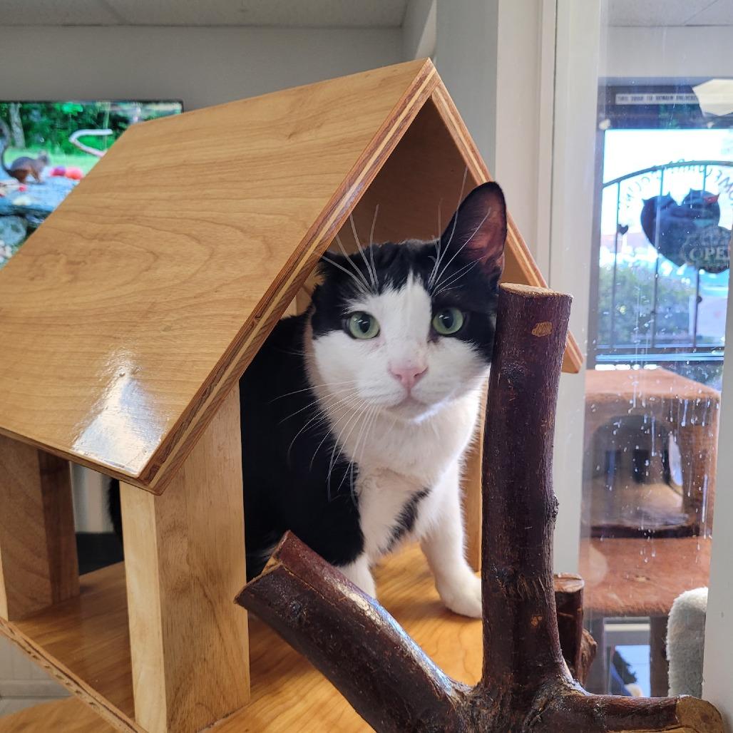 Vee, Adoptable, Adult Female Domestic Short Hair.
