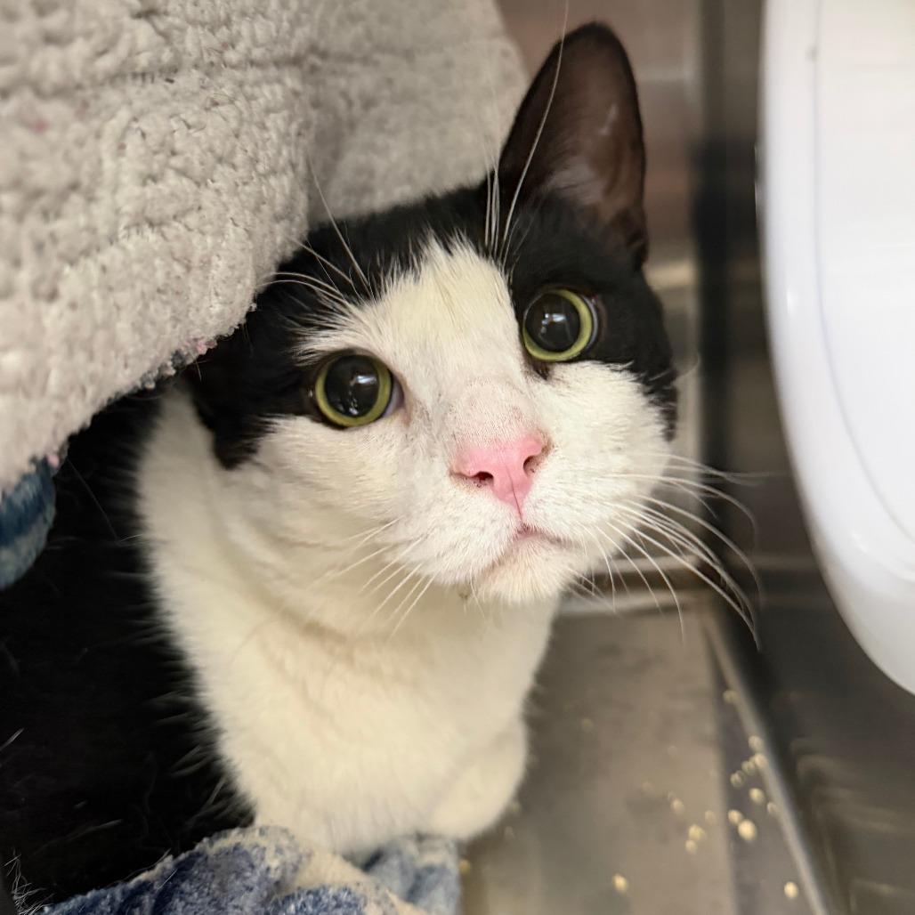 Vee, Adoptable, Adult Female Domestic Short Hair.