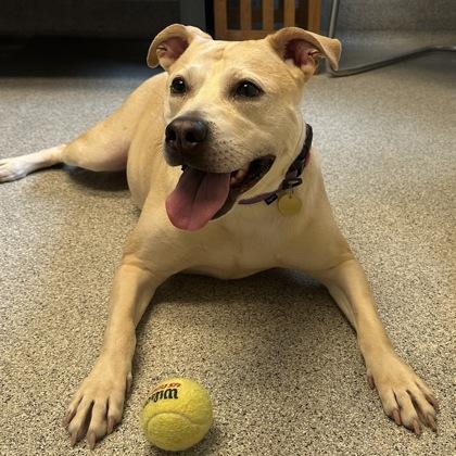 Enlarge Bonnie, a ADOPTABLE mixed breed in Lansing, MI image 3/3