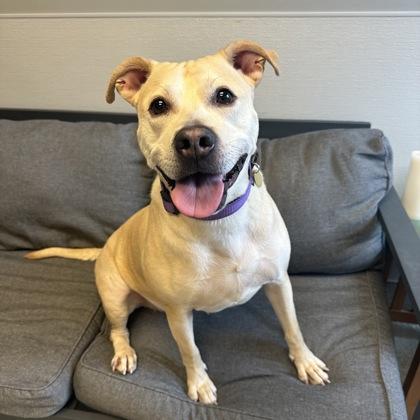 Enlarge Bonnie, a ADOPTABLE mixed breed in Lansing, MI image 1/3