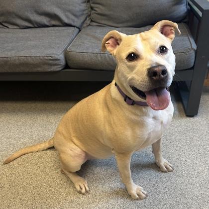 Enlarge Bonnie, a ADOPTABLE mixed breed in Lansing, MI image 2/3