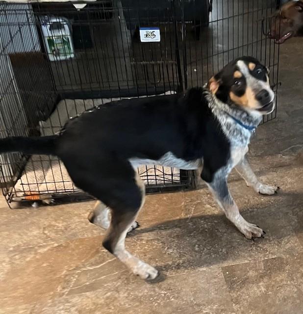 Enlarge Tony, a Adoptable mixed breed in Riverside, IA image 1/3