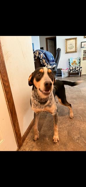 Enlarge Tony, an adopted mixed breed in Riverside, IA image 1/4