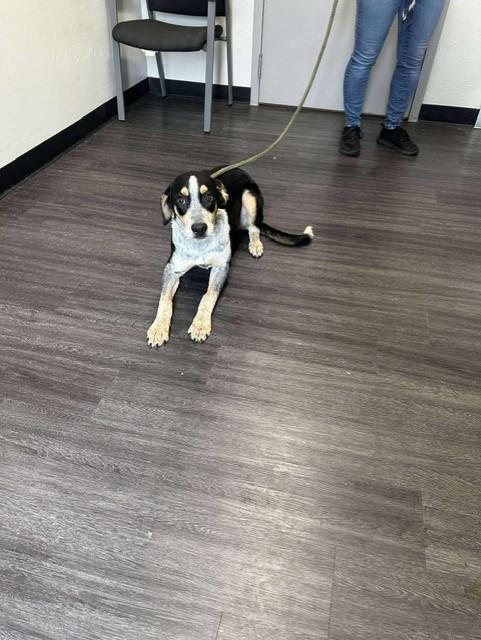 Tony, Adoptable, Young Male Bluetick Coonhound.