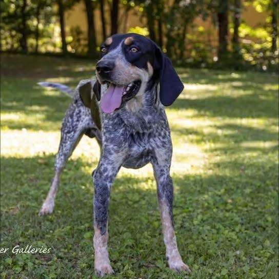 Enlarge Wrangler, a Adoptable Black and Tan Coonhound in Spring Hill, TN image 1/6