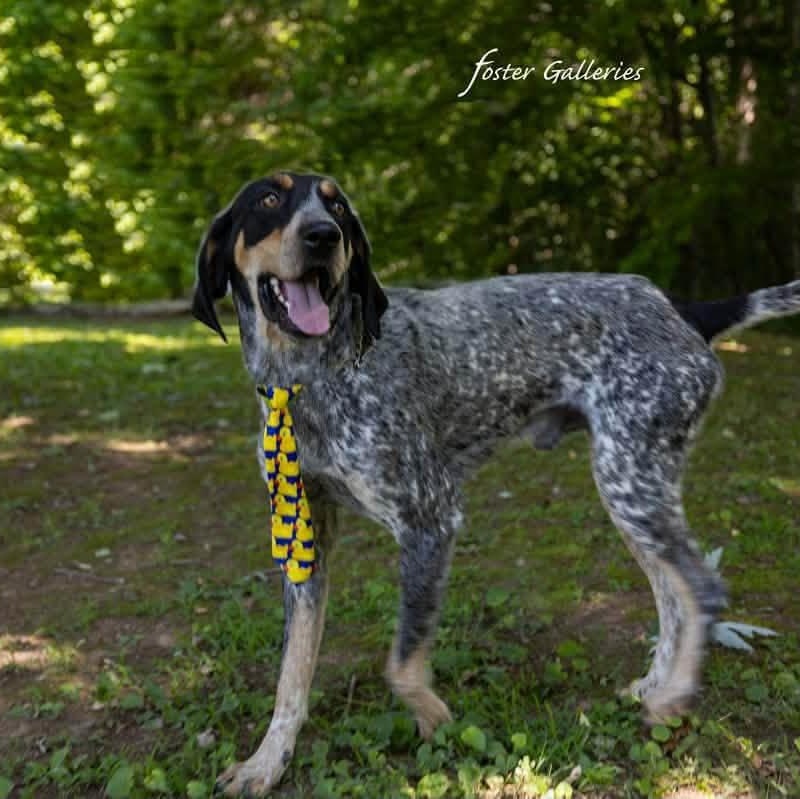 Enlarge Wrangler, a Adoptable Black and Tan Coonhound in Spring Hill, TN image 5/6
