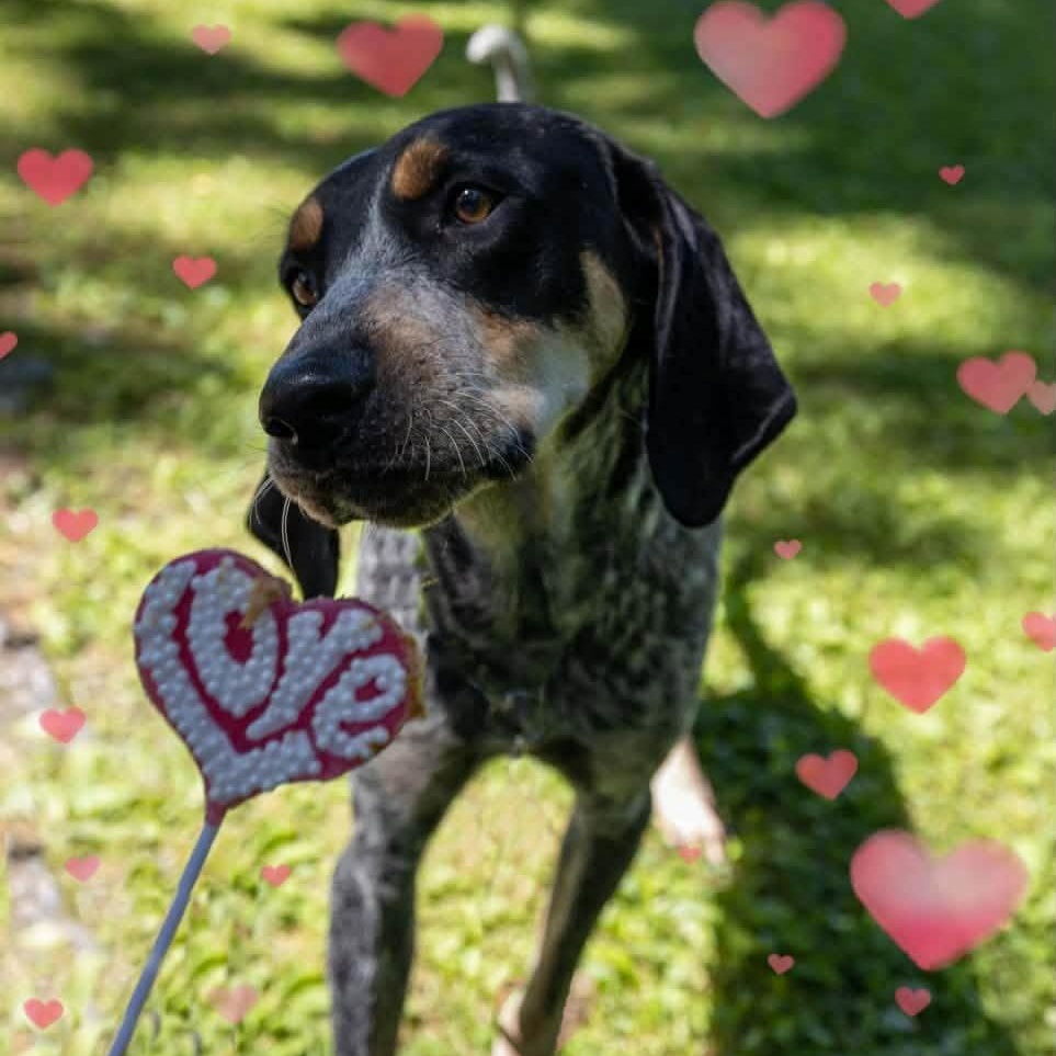 Enlarge Wrangler, a Adoptable Black and Tan Coonhound in Spring Hill, TN image 6/6