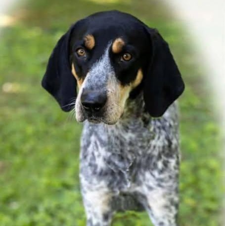 Enlarge Wrangler, a Adoptable Black and Tan Coonhound in Spring Hill, TN image 2/6