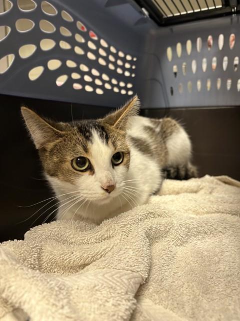 Enlarge MIDGE JR, a Adoptable Domestic Short Hair in Minneapolis, MN image 1/1