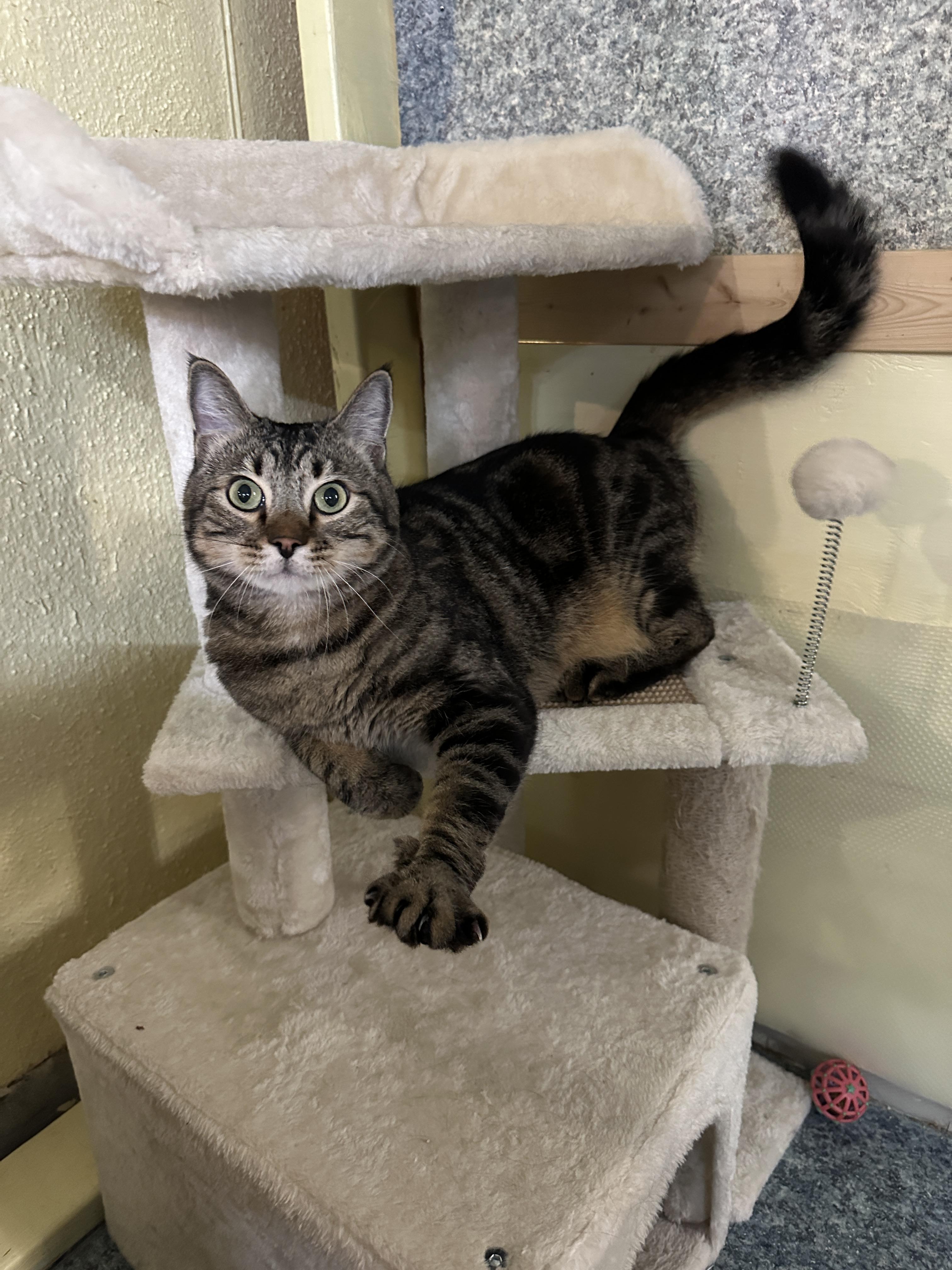 Marko, an adopted mixed breed in Anchorage, AK image 2/6