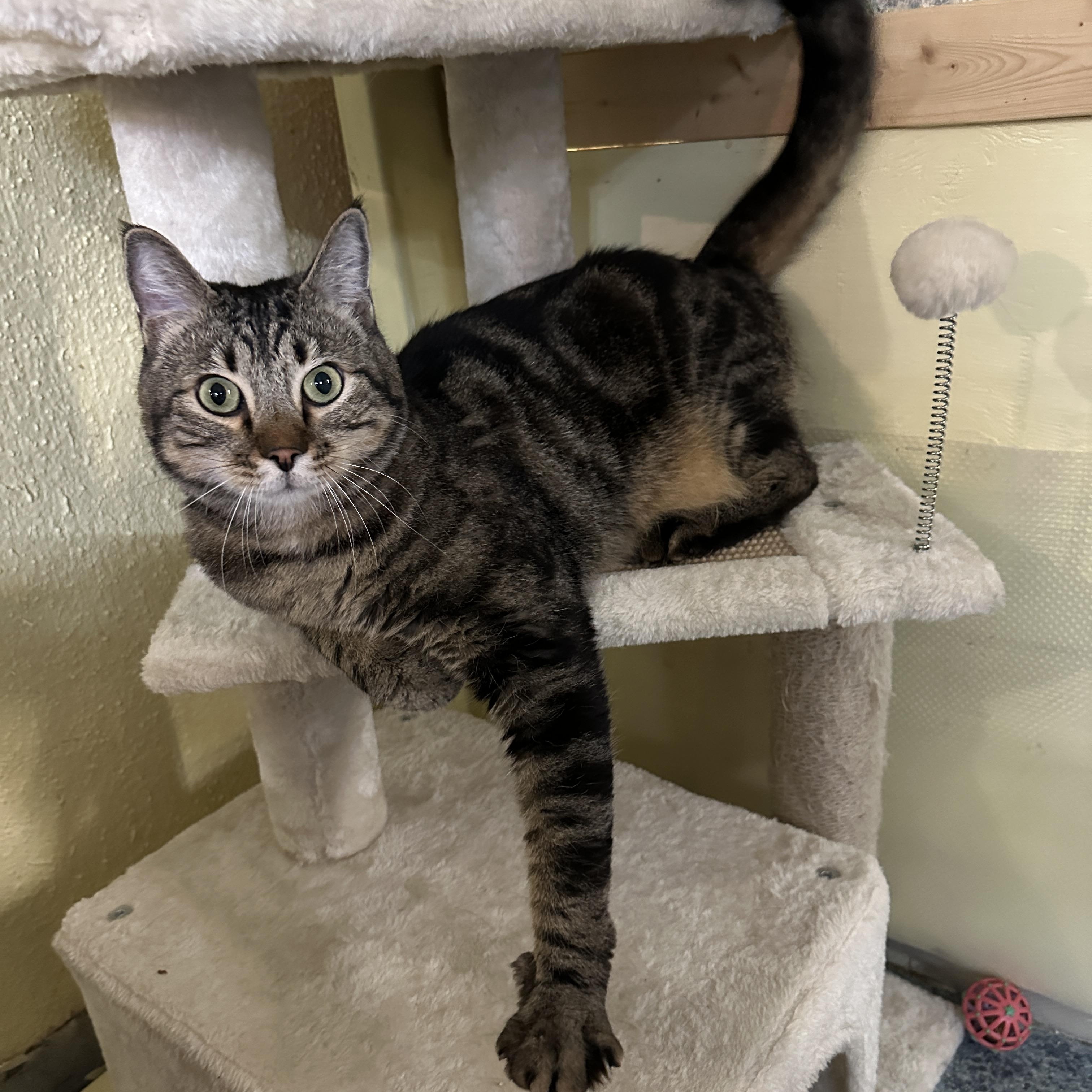 Marko, adopted, Adult Male Domestic Short Hair.