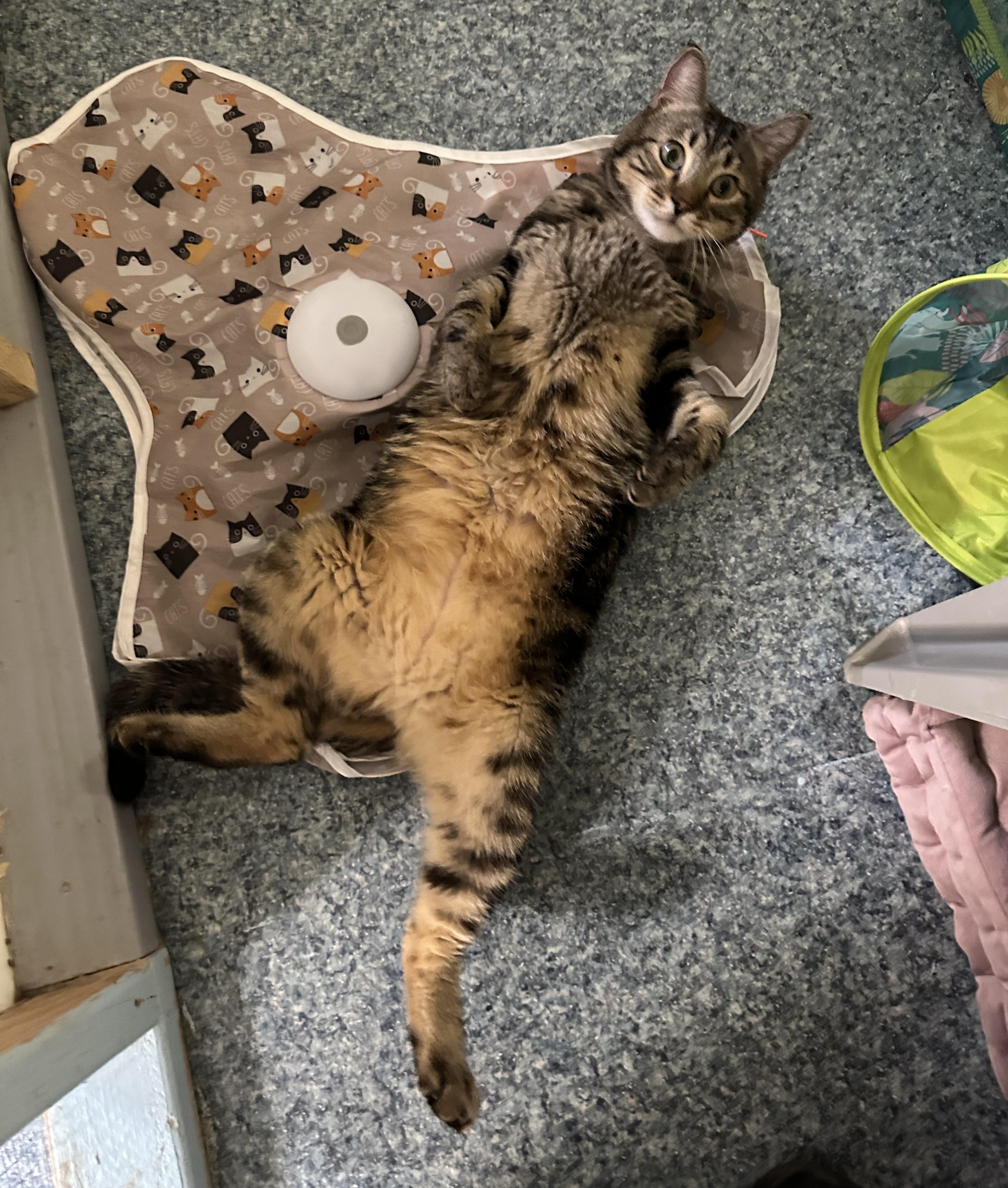 Marko, an adopted mixed breed in Anchorage, AK image 6/6