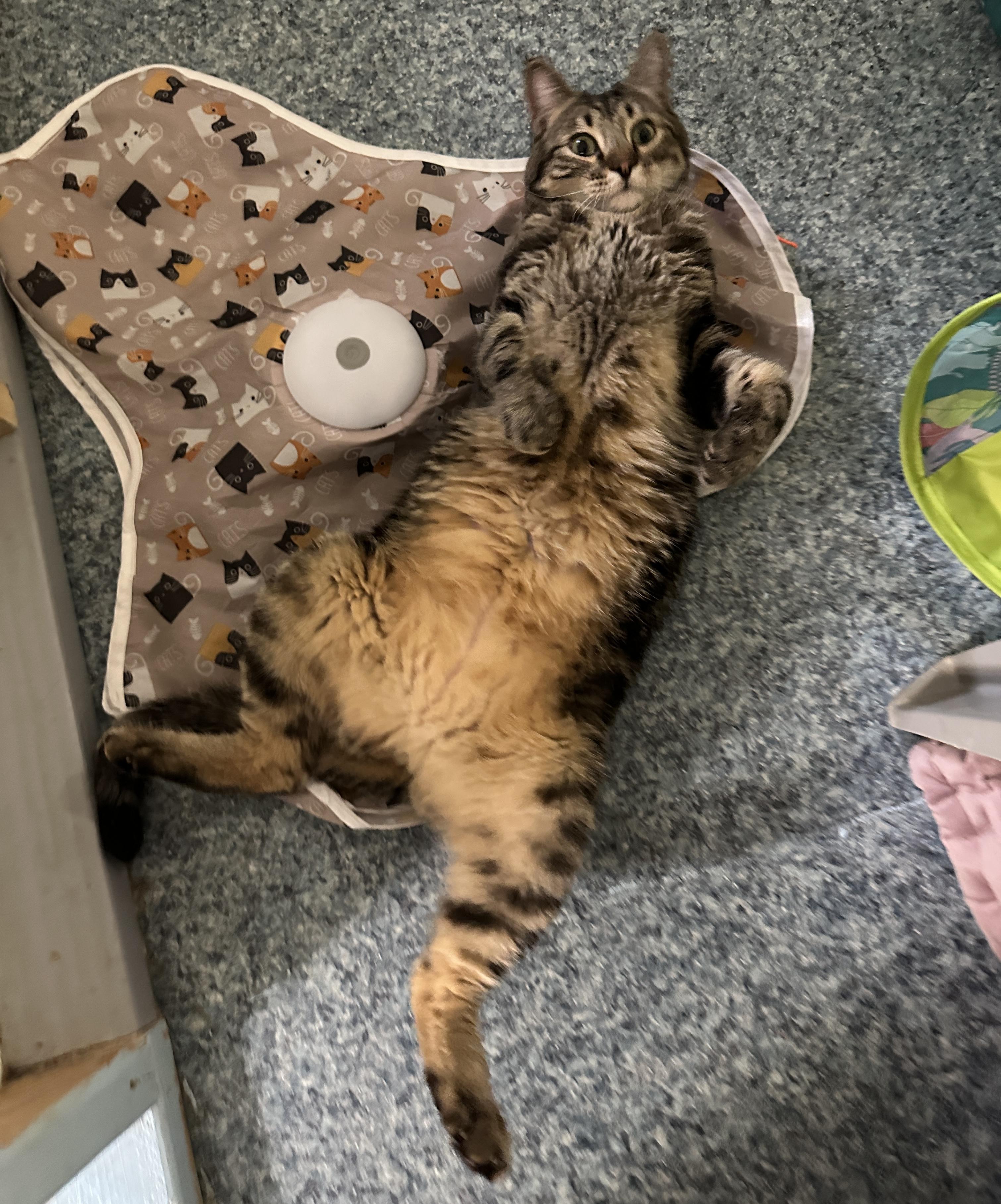 Marko, an adopted mixed breed in Anchorage, AK image 3/6