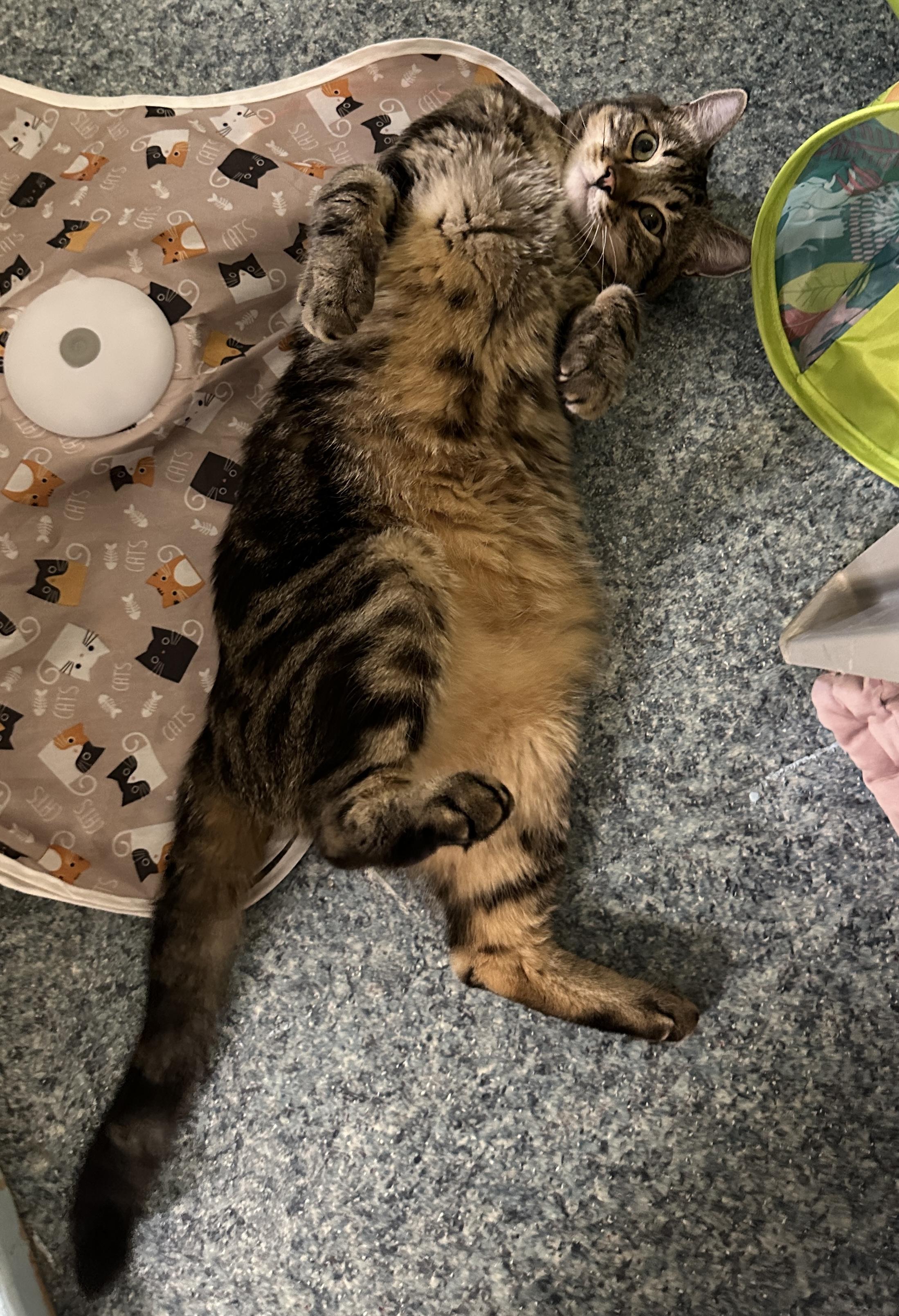 Marko, an adopted mixed breed in Anchorage, AK image 4/6