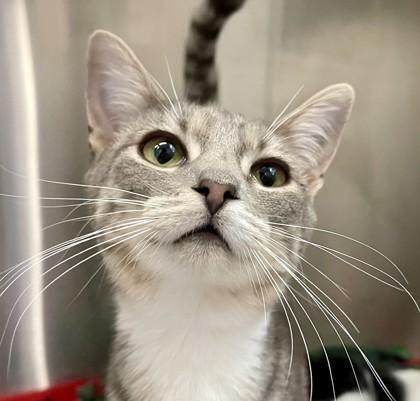 Julia (and Julio), ADOPTABLE, Young Female Domestic Short Hair.