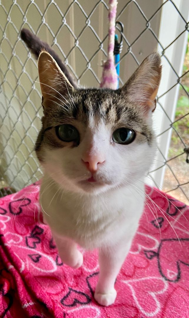 Angel, Adoptable, Young Female Domestic Short Hair.