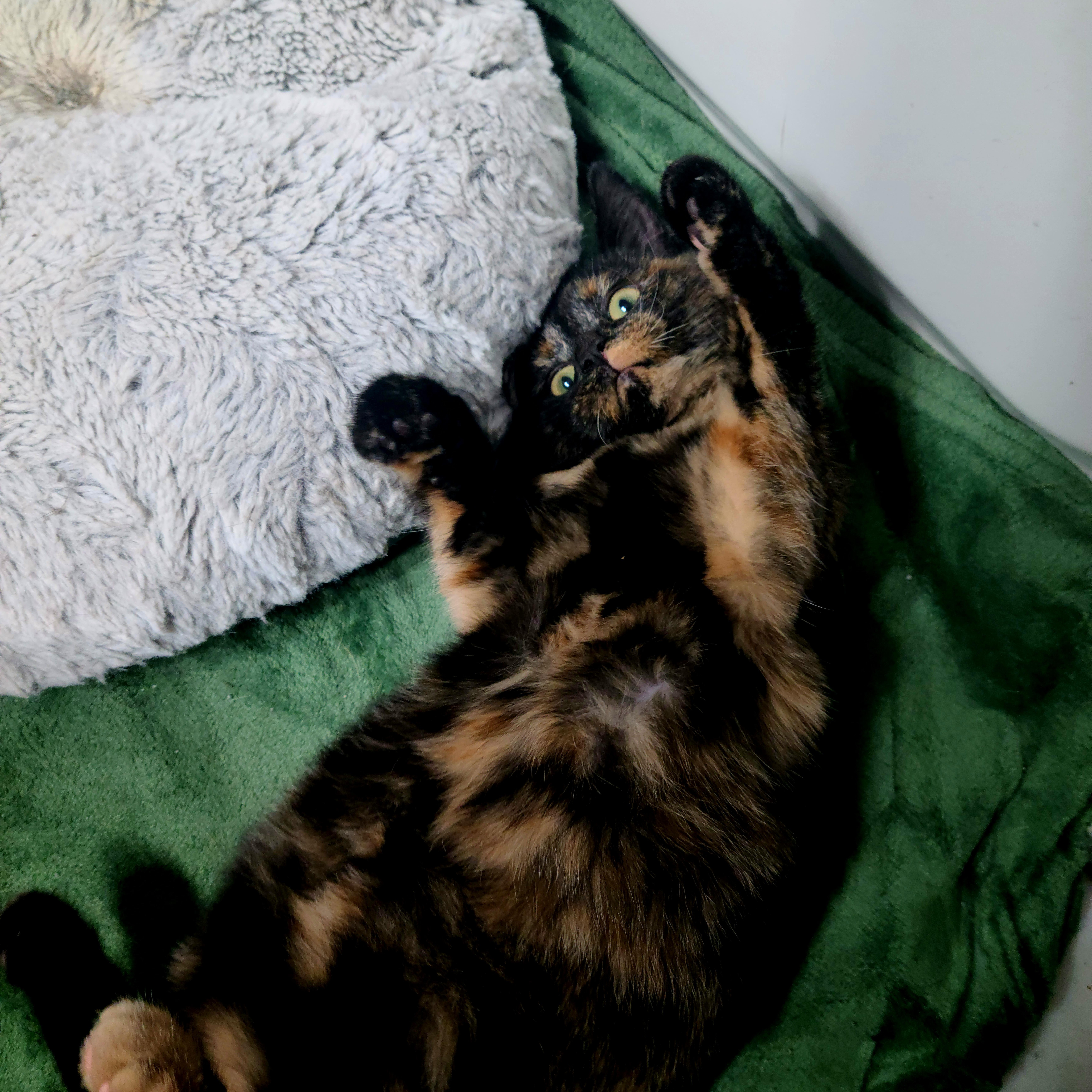 Enlarge Whitney, a ADOPTABLE Domestic Short Hair in Royal Oak, MI image 3/4