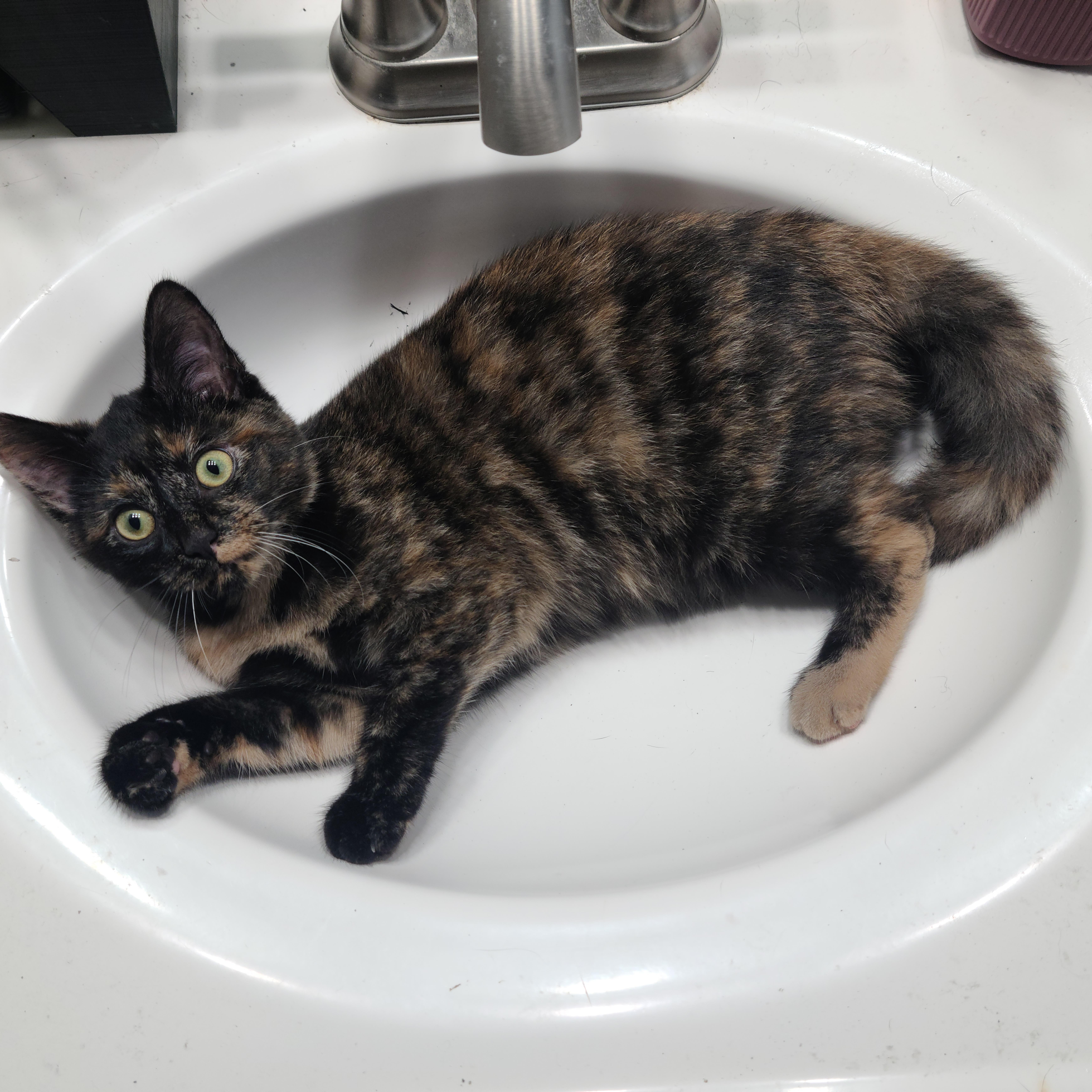 Enlarge Whitney, a ADOPTABLE Domestic Short Hair in Royal Oak, MI image 2/4