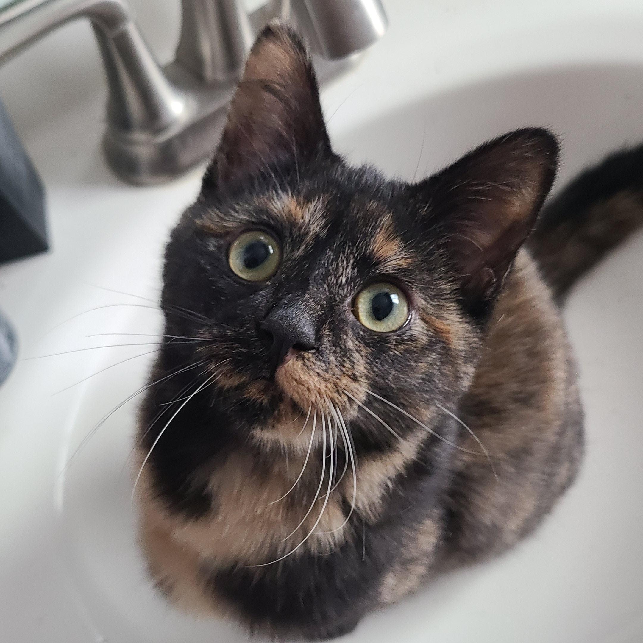 Enlarge Whitney, a ADOPTABLE Domestic Short Hair in Royal Oak, MI image 1/4