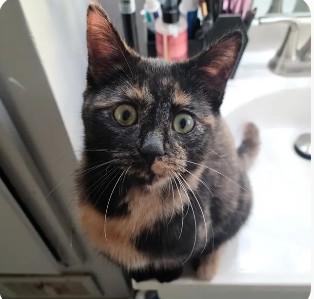 Enlarge Whitney, a ADOPTABLE Domestic Short Hair in Royal Oak, MI image 4/4