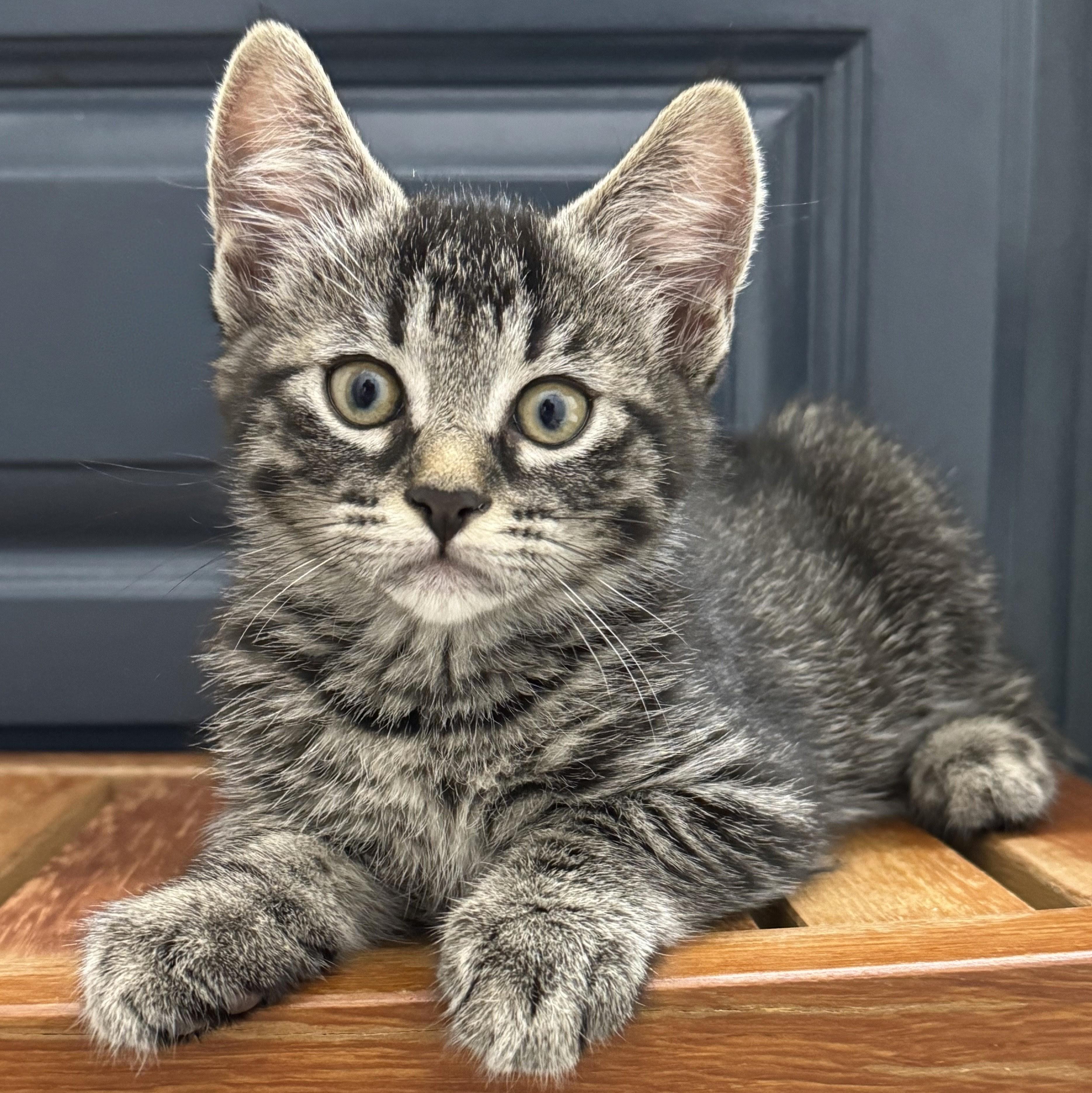 Alfredo, a Adoptable mixed breed in Wilsonville, OR image 1/6