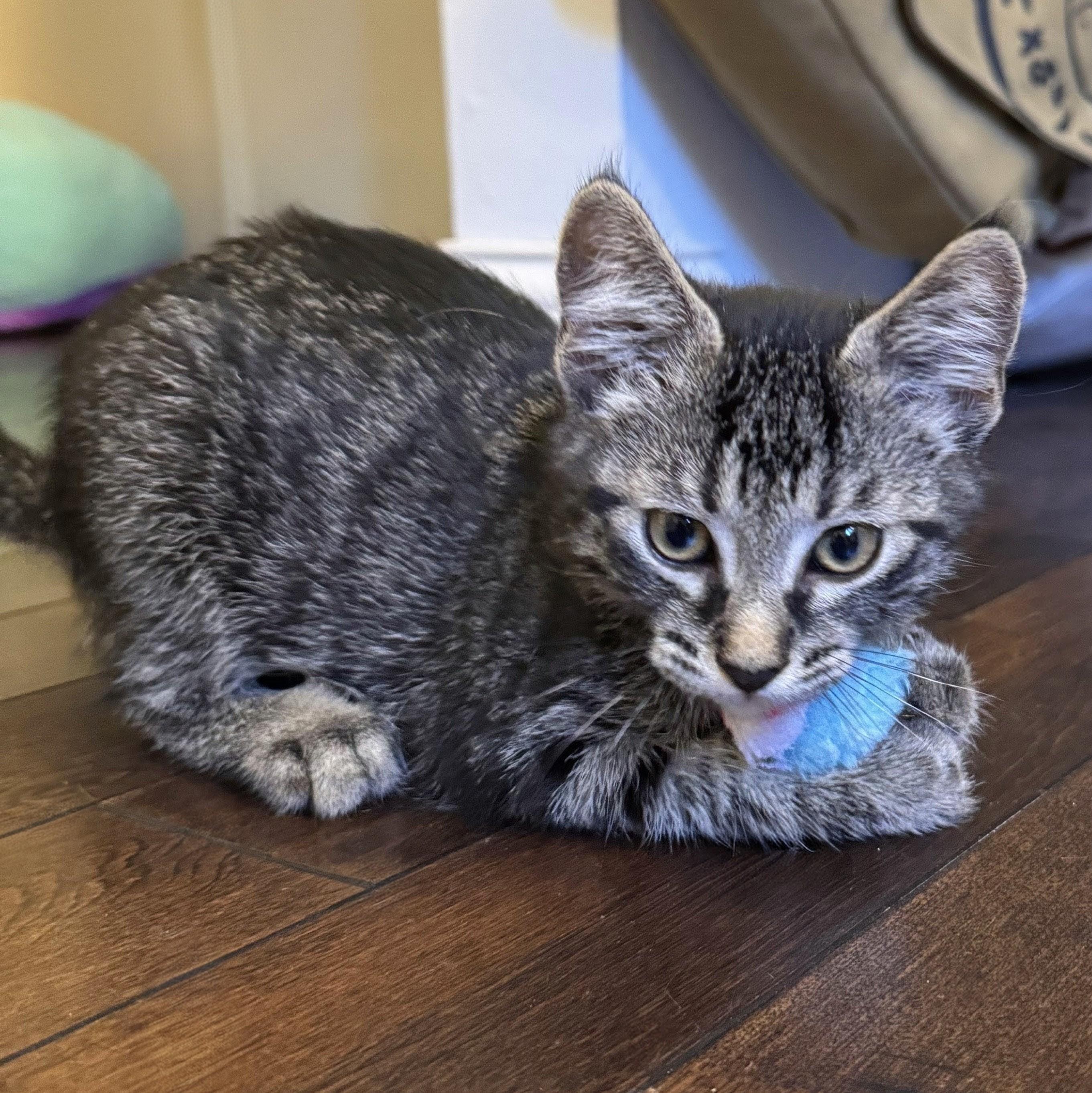 Alfredo, a Adoptable mixed breed in Wilsonville, OR image 2/6