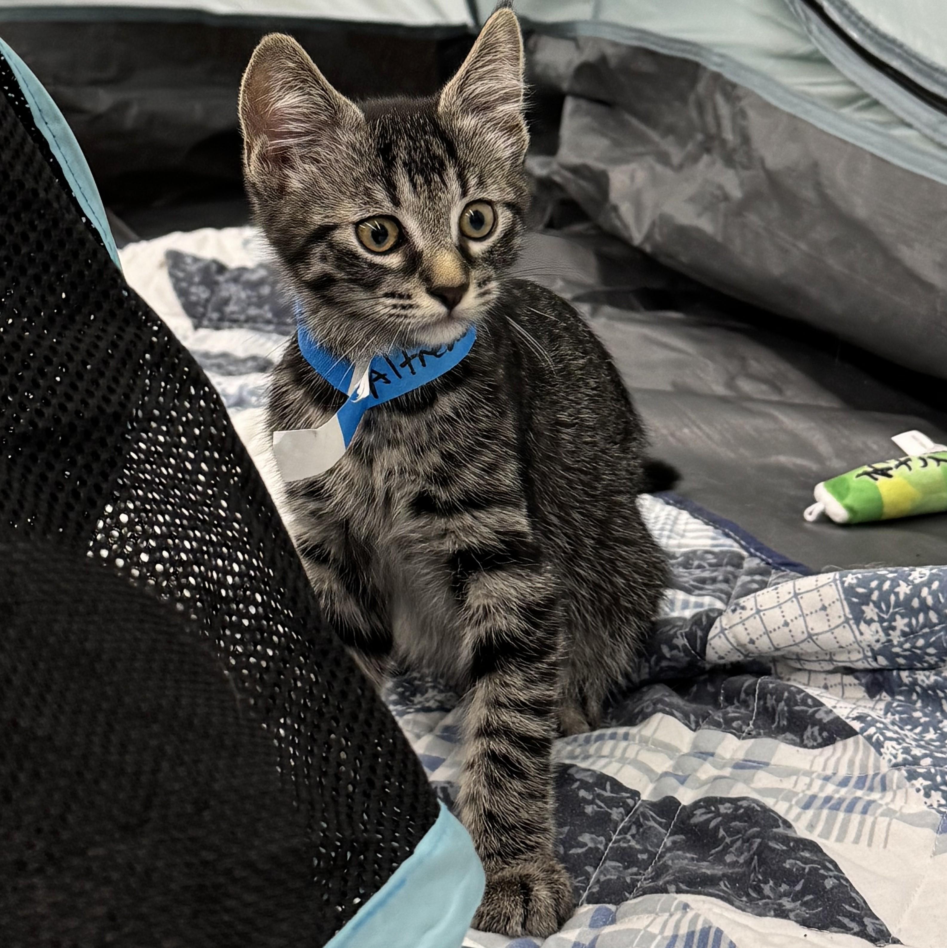 Alfredo, a Adoptable mixed breed in Wilsonville, OR image 3/6