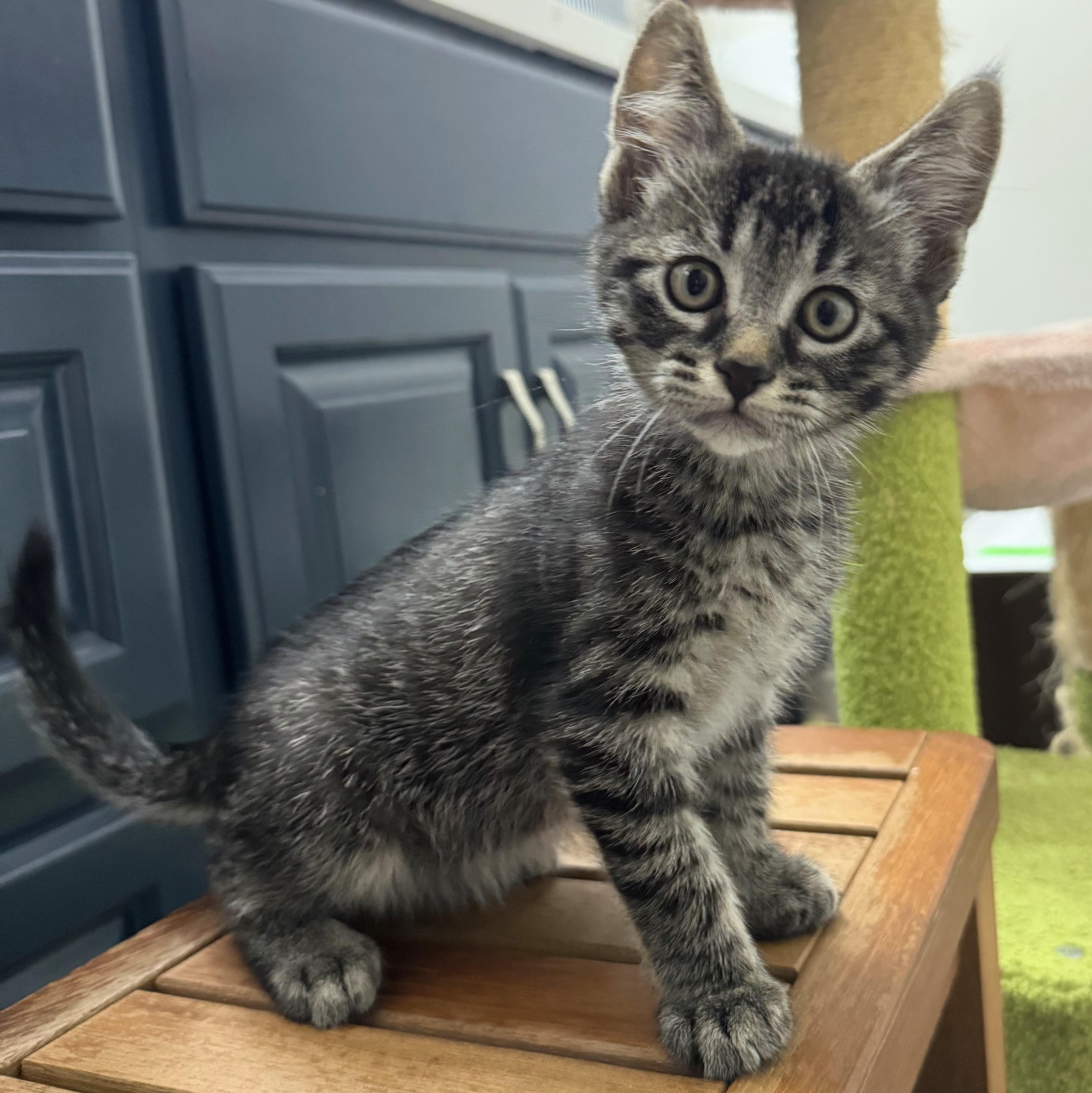 Alfredo, a Adoptable mixed breed in Wilsonville, OR image 4/6