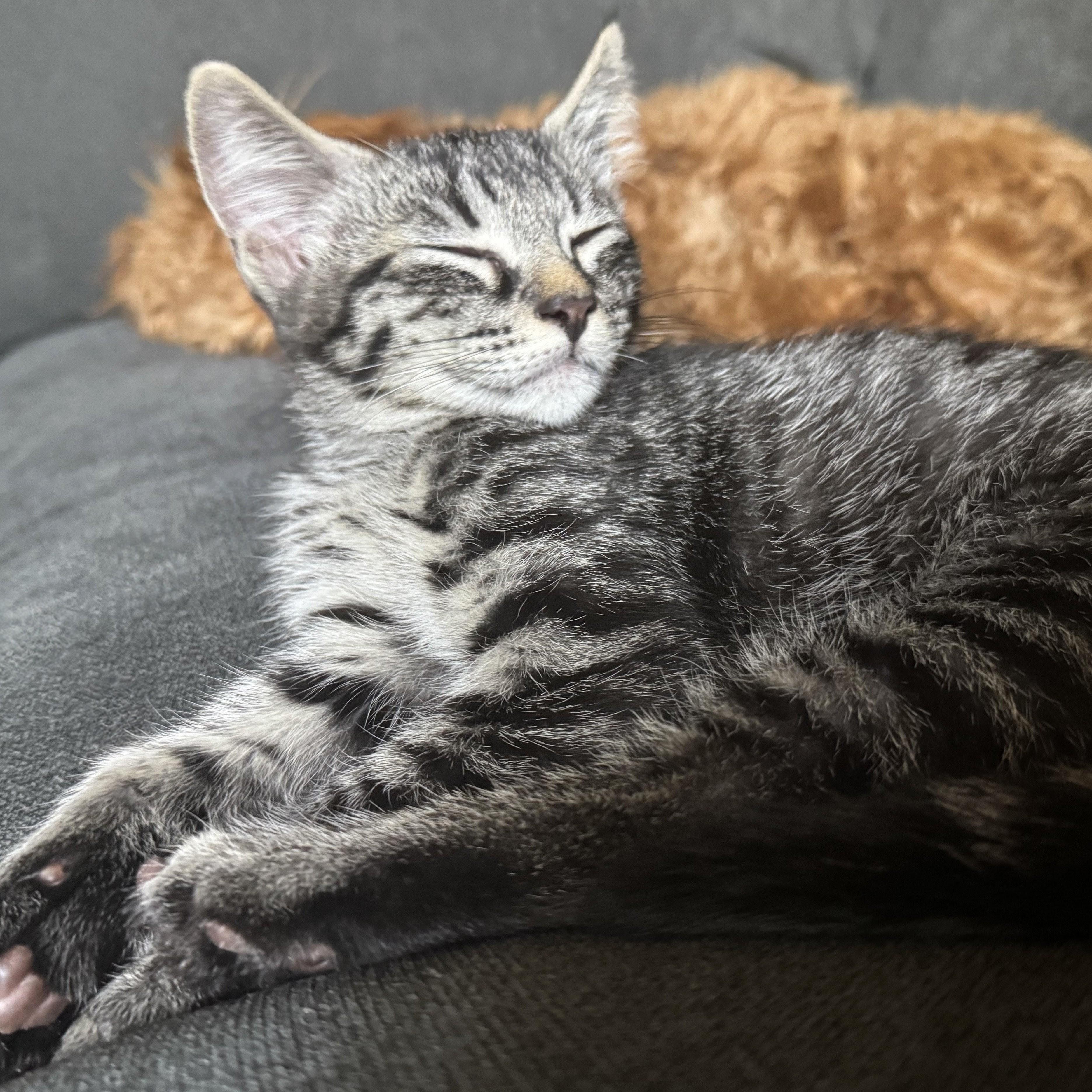 Alfredo, a Adoptable mixed breed in Wilsonville, OR image 5/6