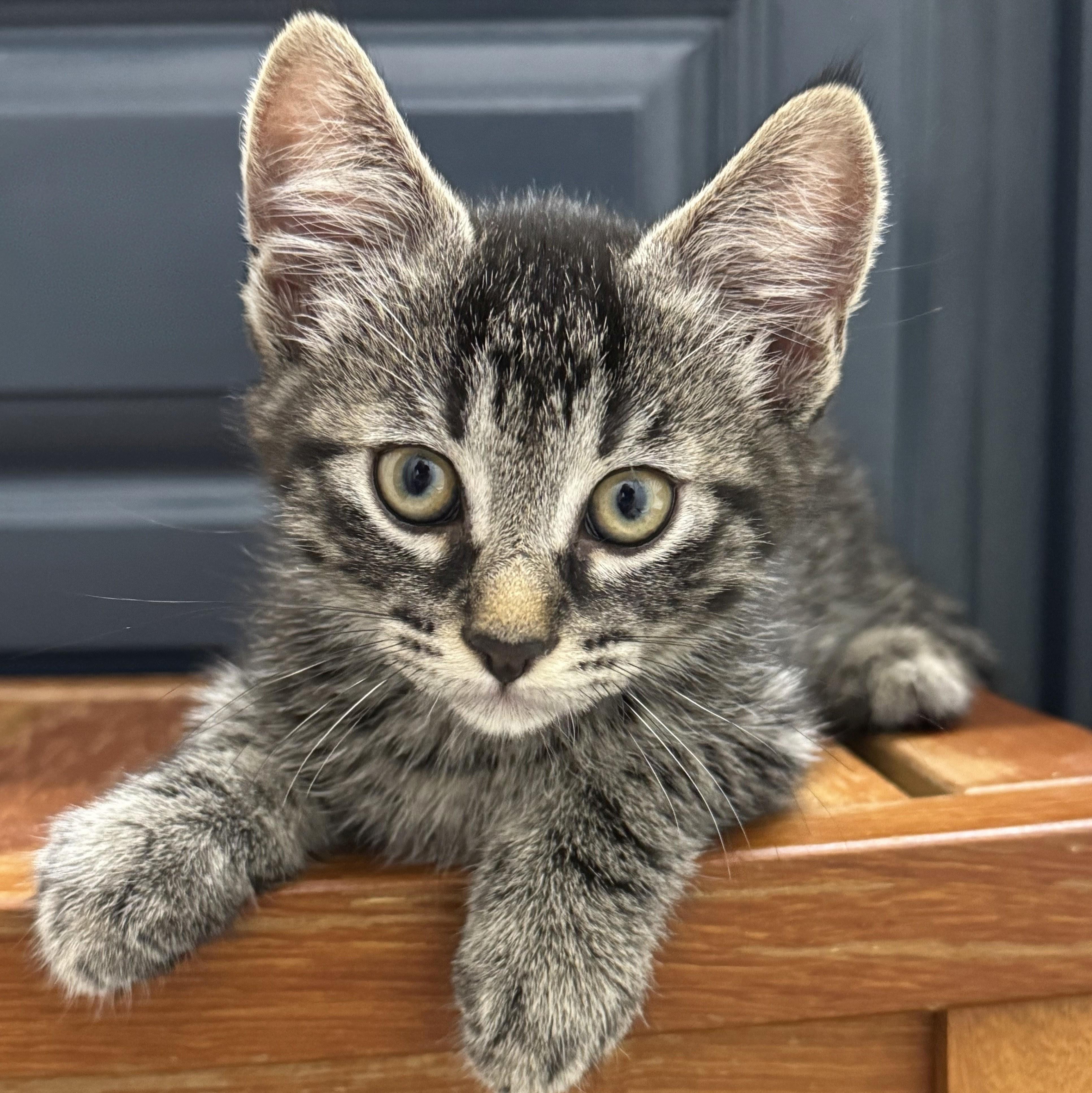 Alfredo, a Adoptable mixed breed in Wilsonville, OR image 6/6