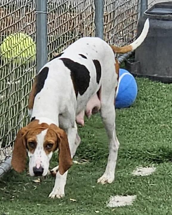 Enlarge Calypso, a Adoptable mixed breed in Murphysboro, IL image 1/6