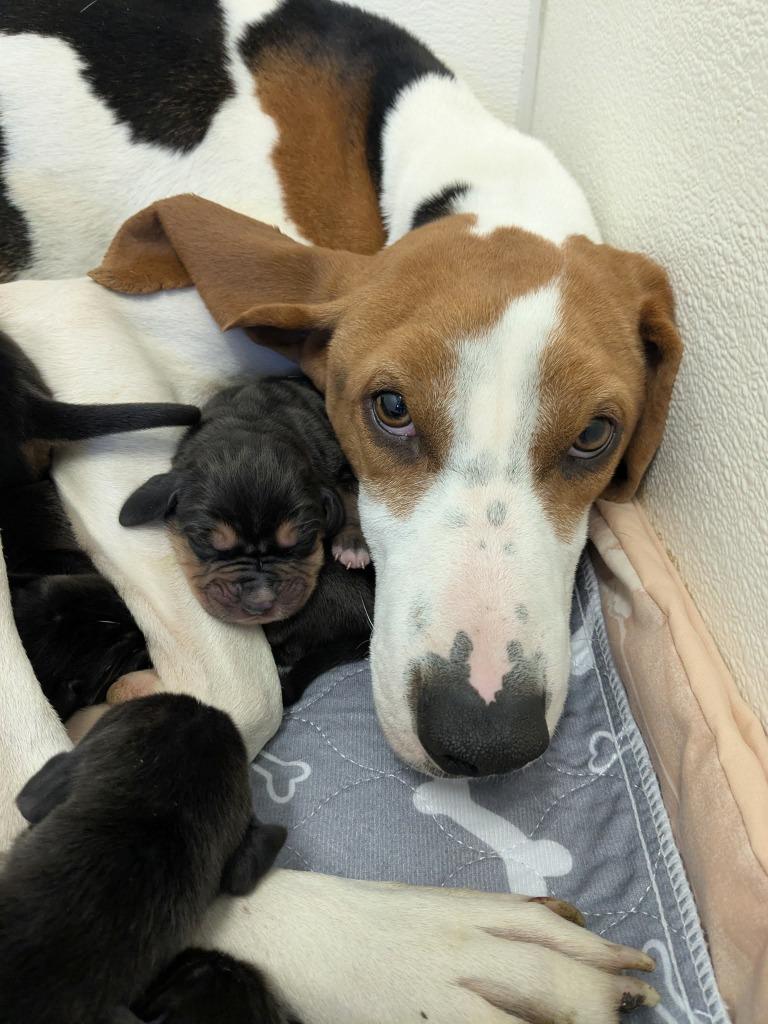 Enlarge Calypso, a Adoptable mixed breed in Murphysboro, IL image 2/6